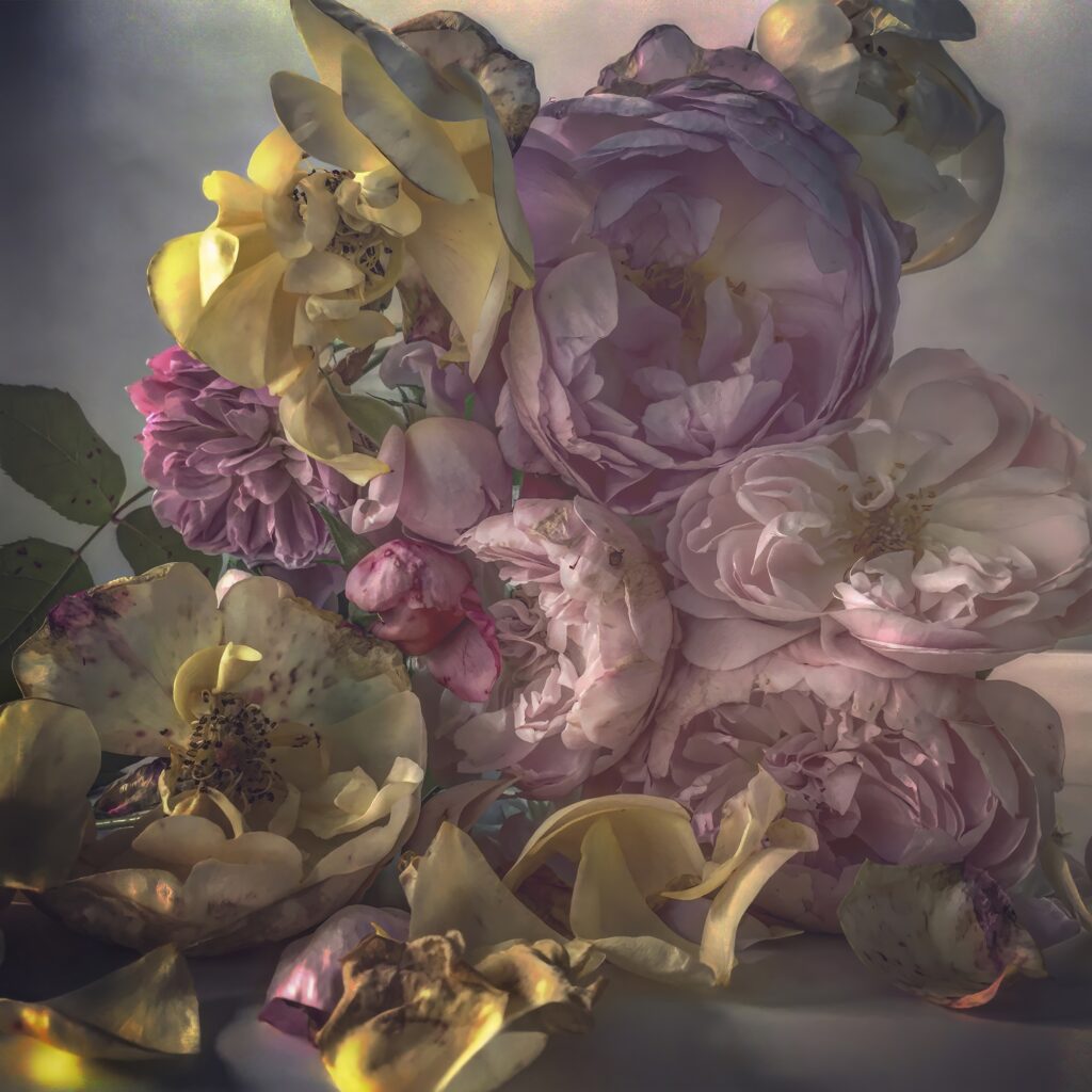 Nick Knight: Roses from my Garden