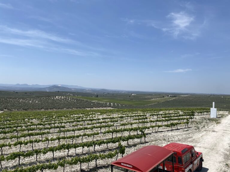 Centro De La Cultura Del Vino
