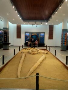 Museo Paleontológico de La Ballena