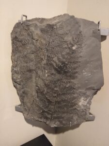 Museo de Paleobotánica