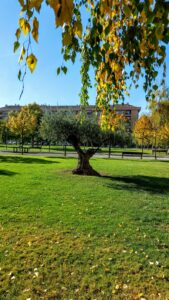 Plaza De La Vendimia