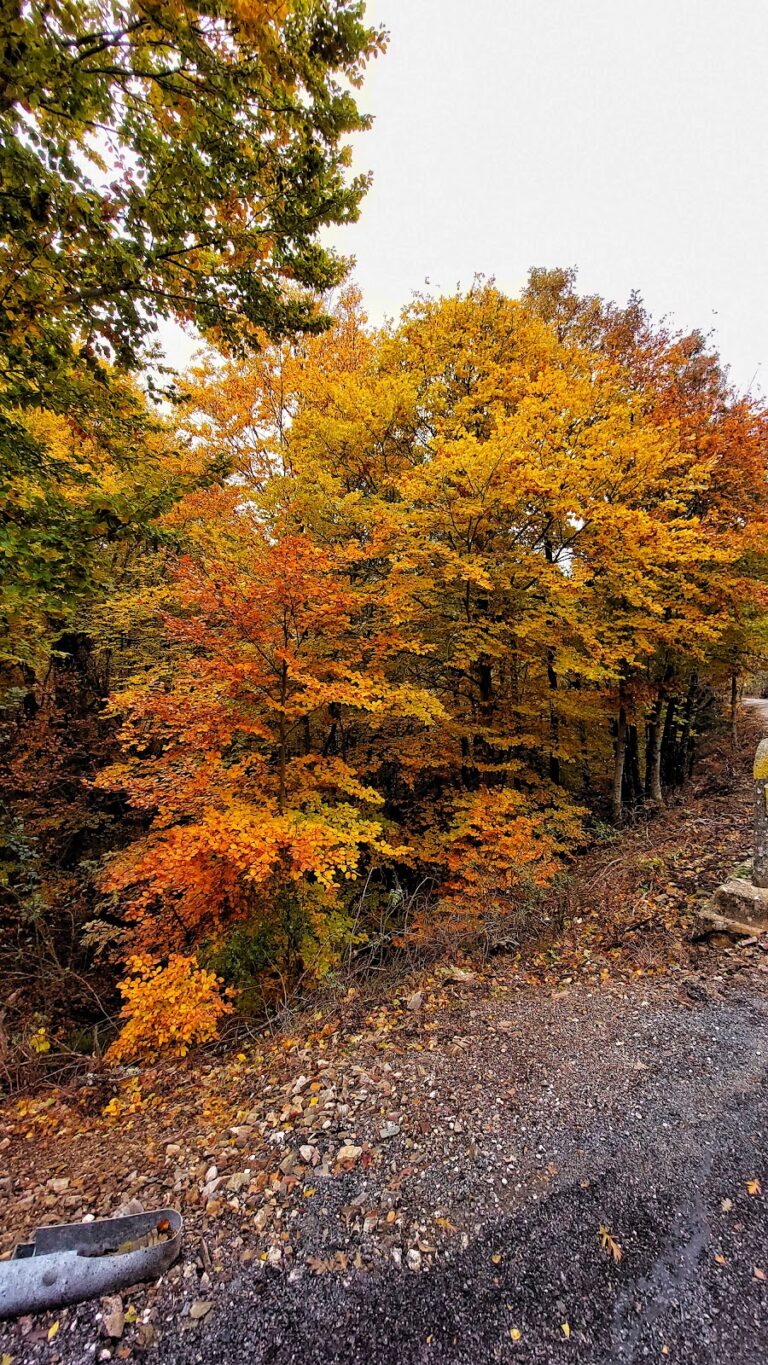 Beech of Pedrosa