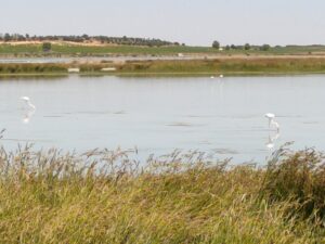 Complejo Lagunar De Manjavacas