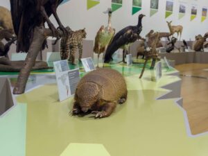 Dinosaur Museum