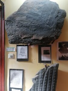 Historia natural y geológica de la provincia de Palencia