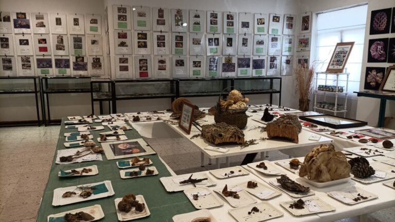 Museo de Ciencias Naturales AVAN (Viso del Marqués)