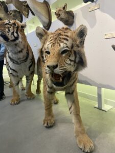 Museo de Colecciones de la Universidad de León