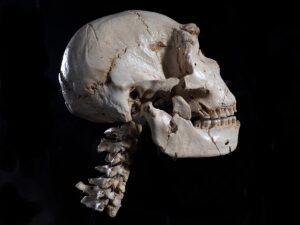 Museum of Human Evolution