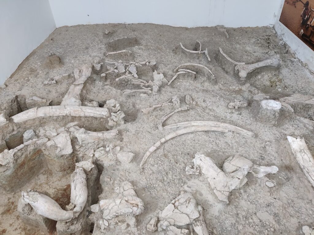 Yacimiento-Museo Arqueológico de Ambrona. Anexo del Museo Numantino.