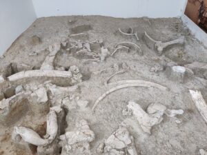 Yacimiento-Museo Arqueológico de Ambrona. Anexo del Museo Numantino.