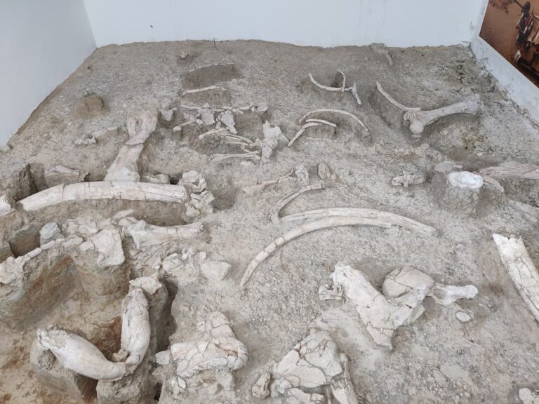 Yacimiento-Museo Arqueológico de Ambrona. Anexo del Museo Numantino.