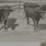 Ganadería toros