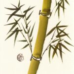 BAMBUSA ARUNDINÁCEA