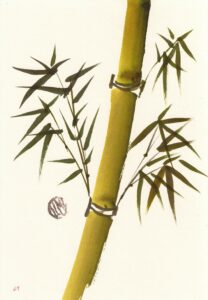BAMBUSA ARUNDINÁCEA