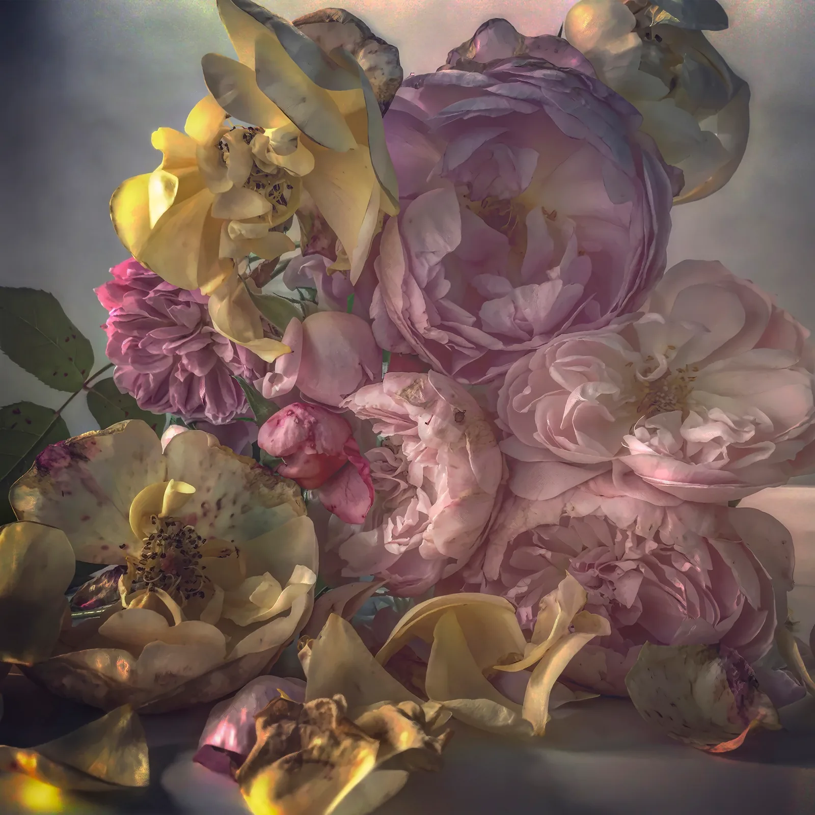 Nick Knight: Roses from my Garden