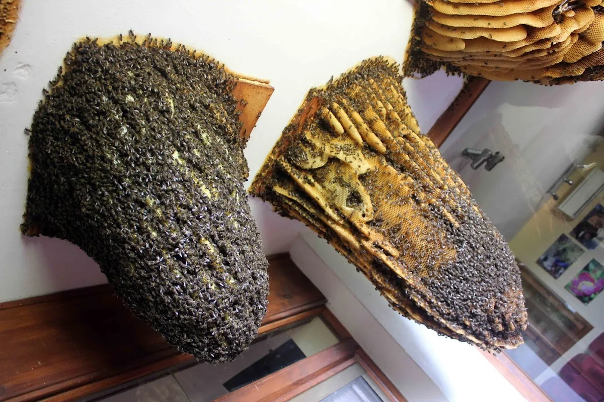 Abejas del Valle