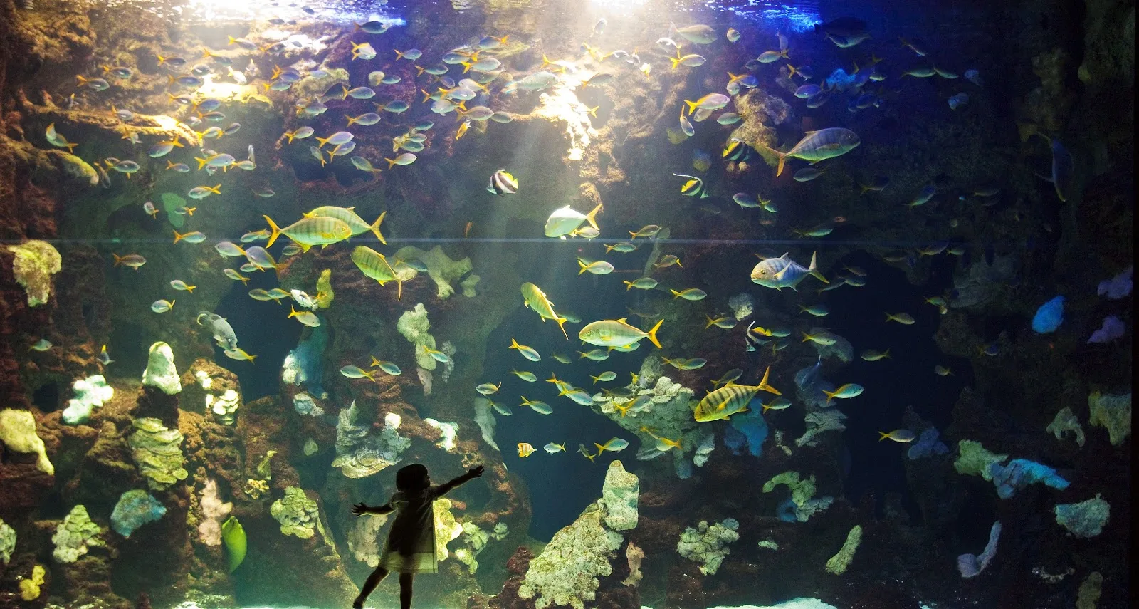 Aquarium | San Sebastián