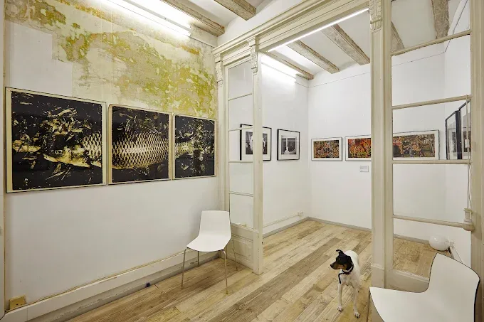 Fousion Gallery