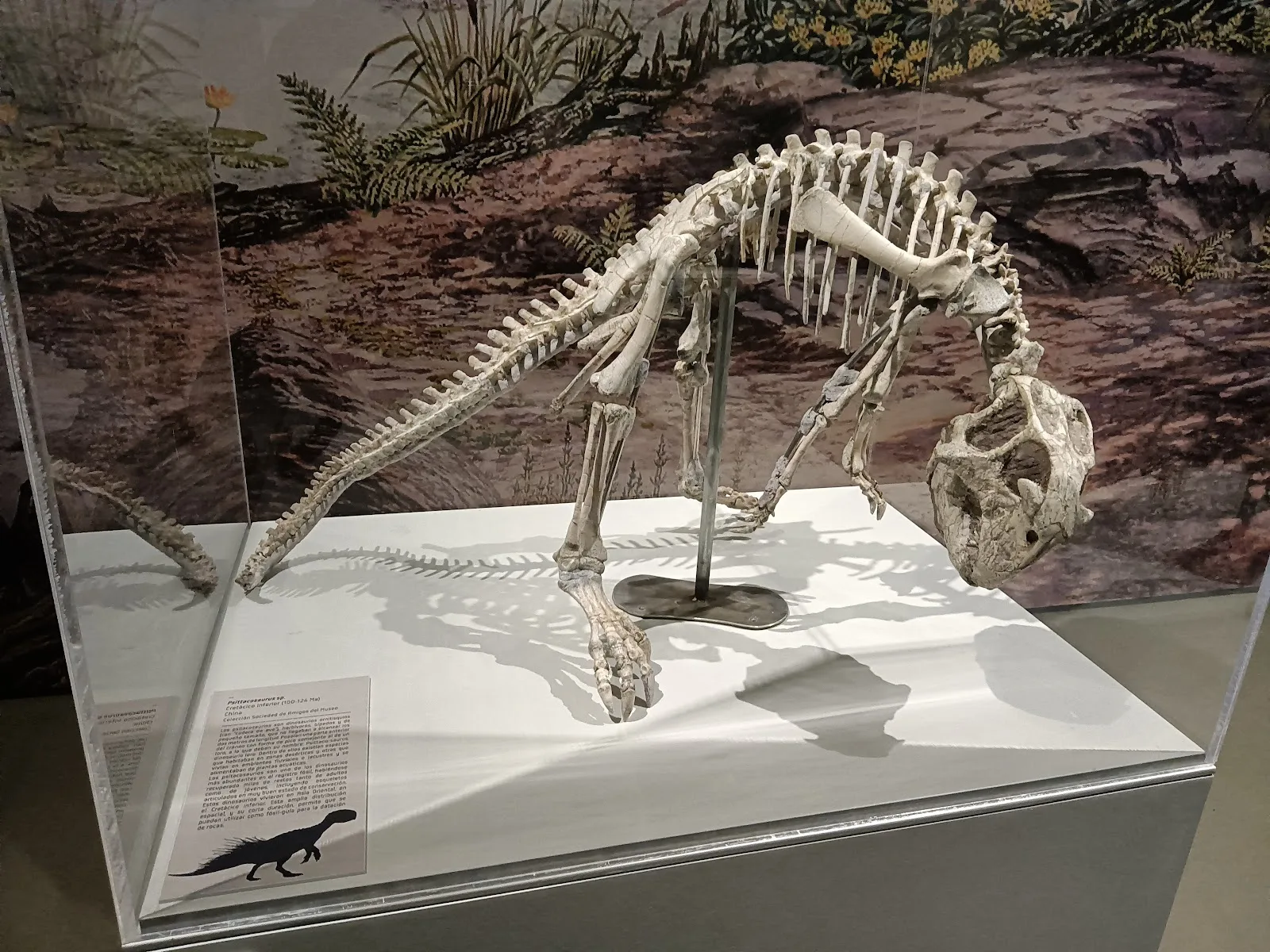 Museo de Ciencias Naturales de la Universidad Zaragoza