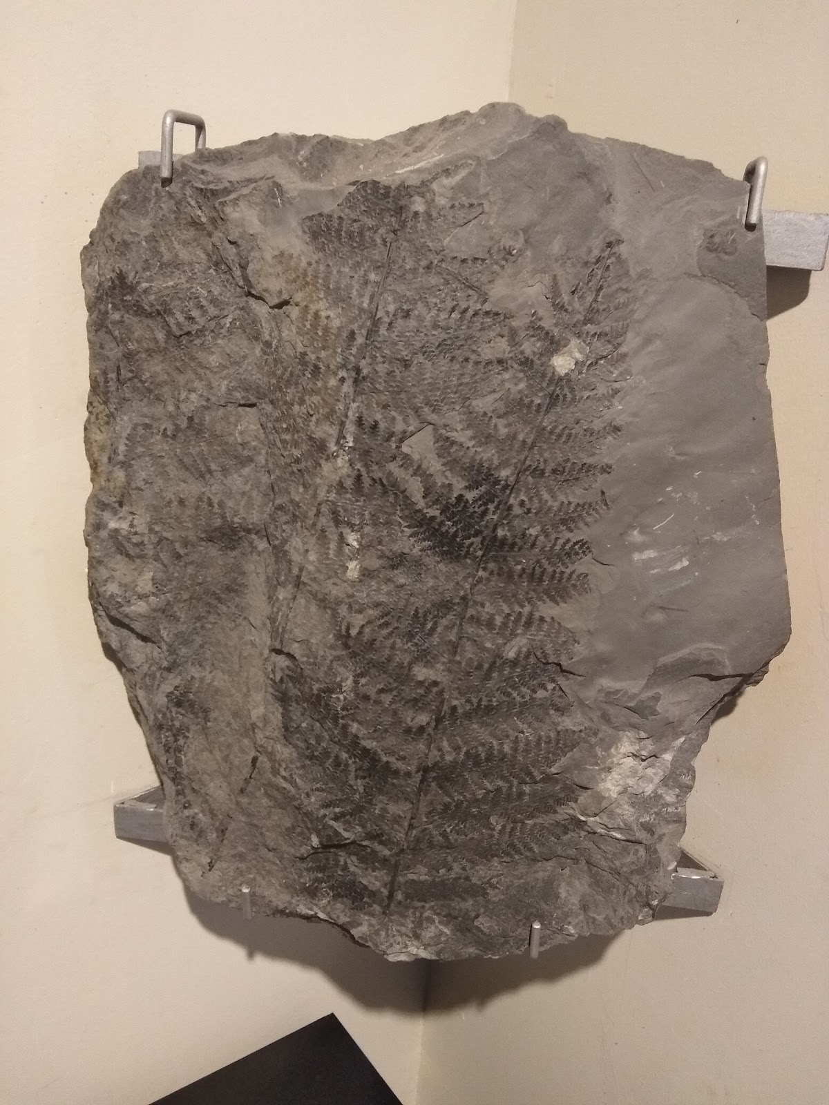 Museo de Paleobotánica