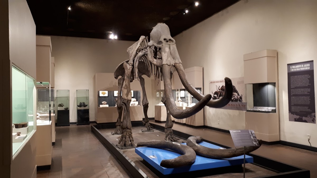 Museum of Paleontology Guadalajara