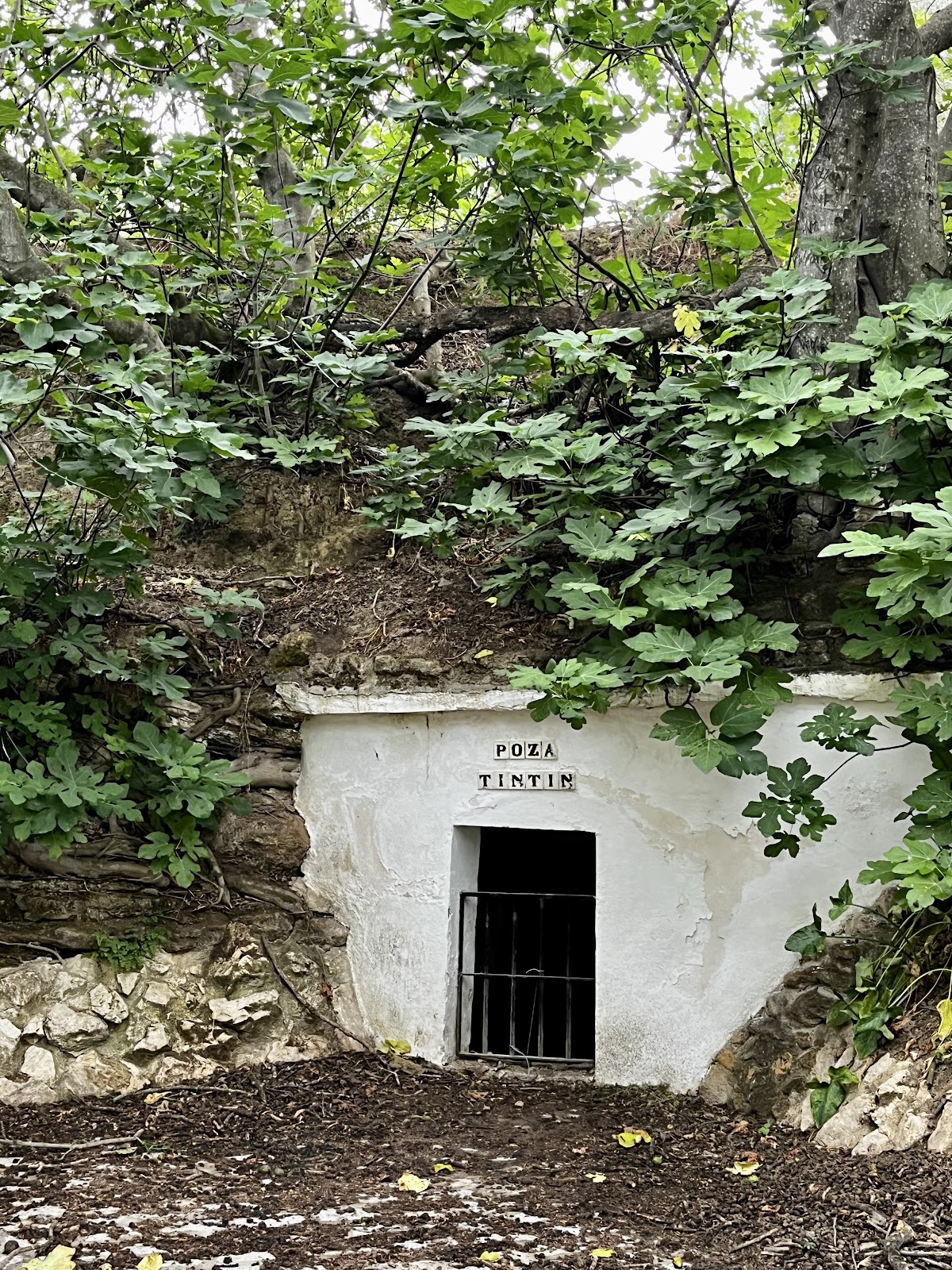 Poza De Tintin