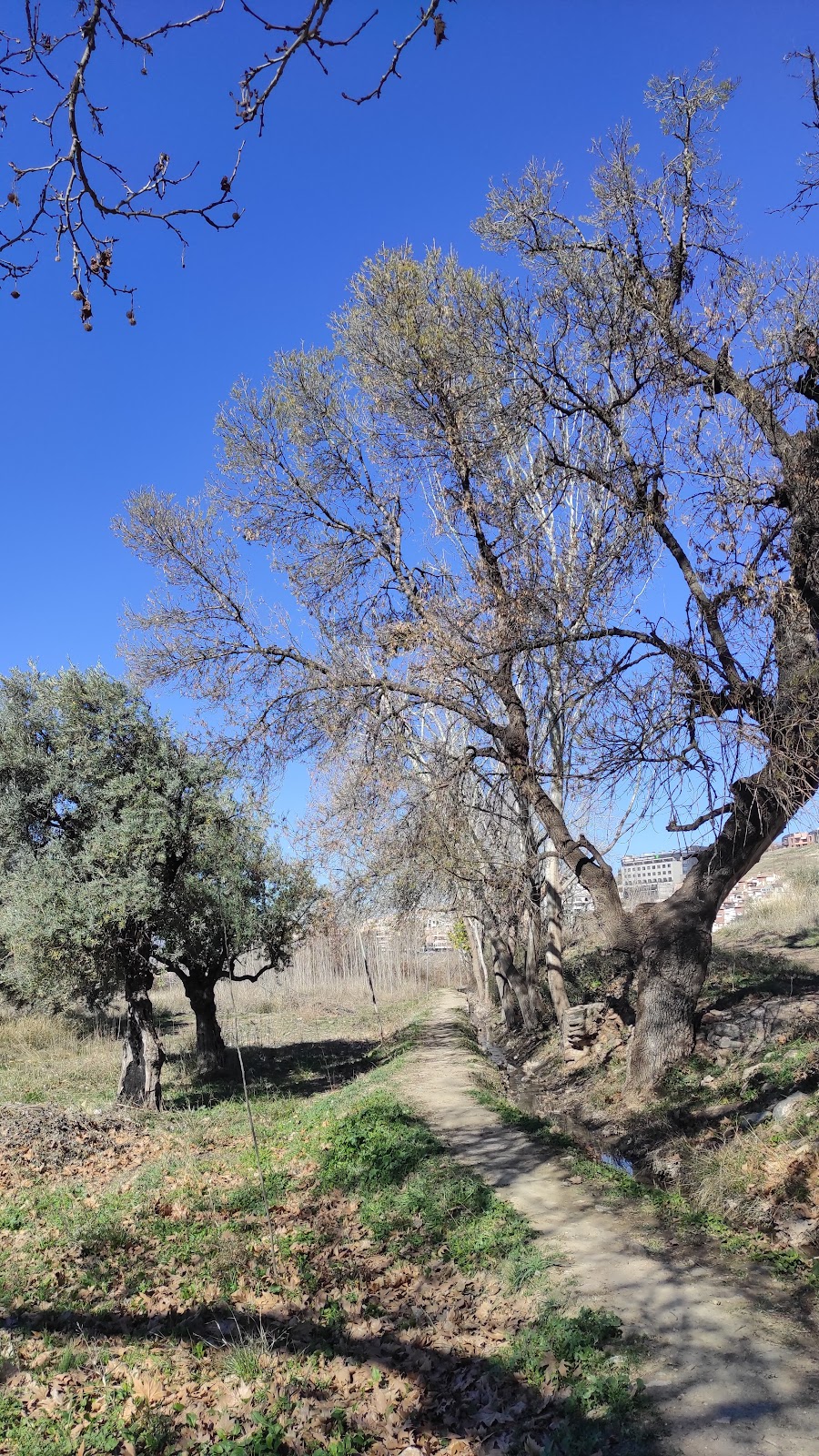 acequia albariquoque.