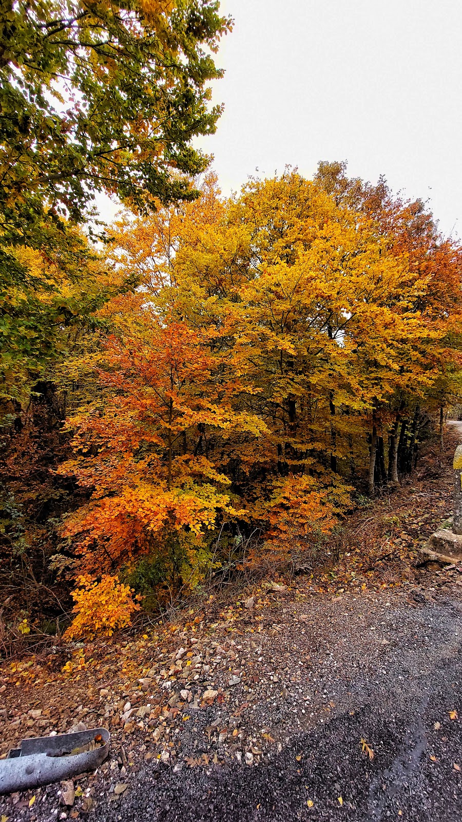 Beech of Pedrosa