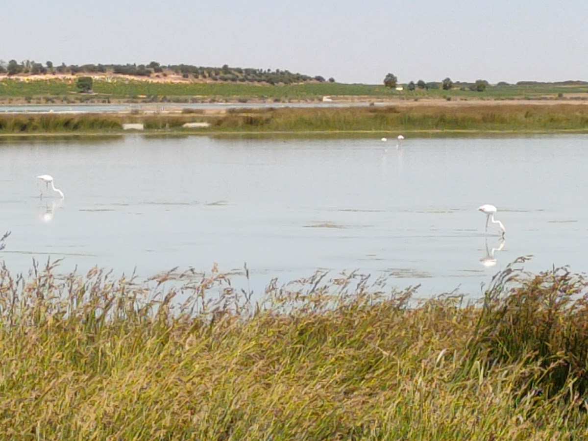 Complejo Lagunar De Manjavacas