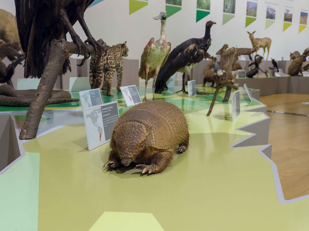 Dinosaur Museum