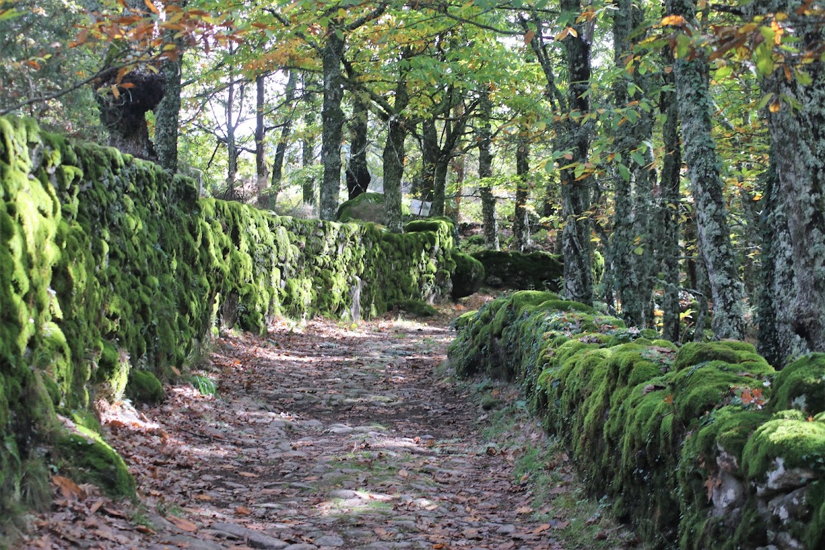 Forest of Mirrors