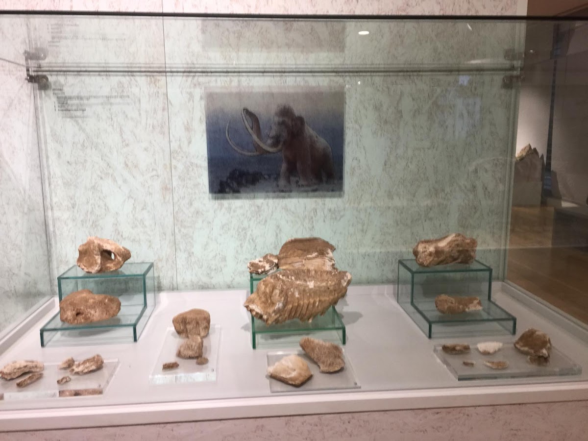 Museo de Historia de la Medicina