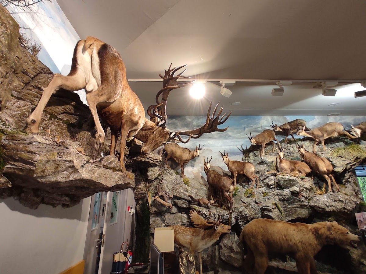 Museo de la Fauna Salvaje
